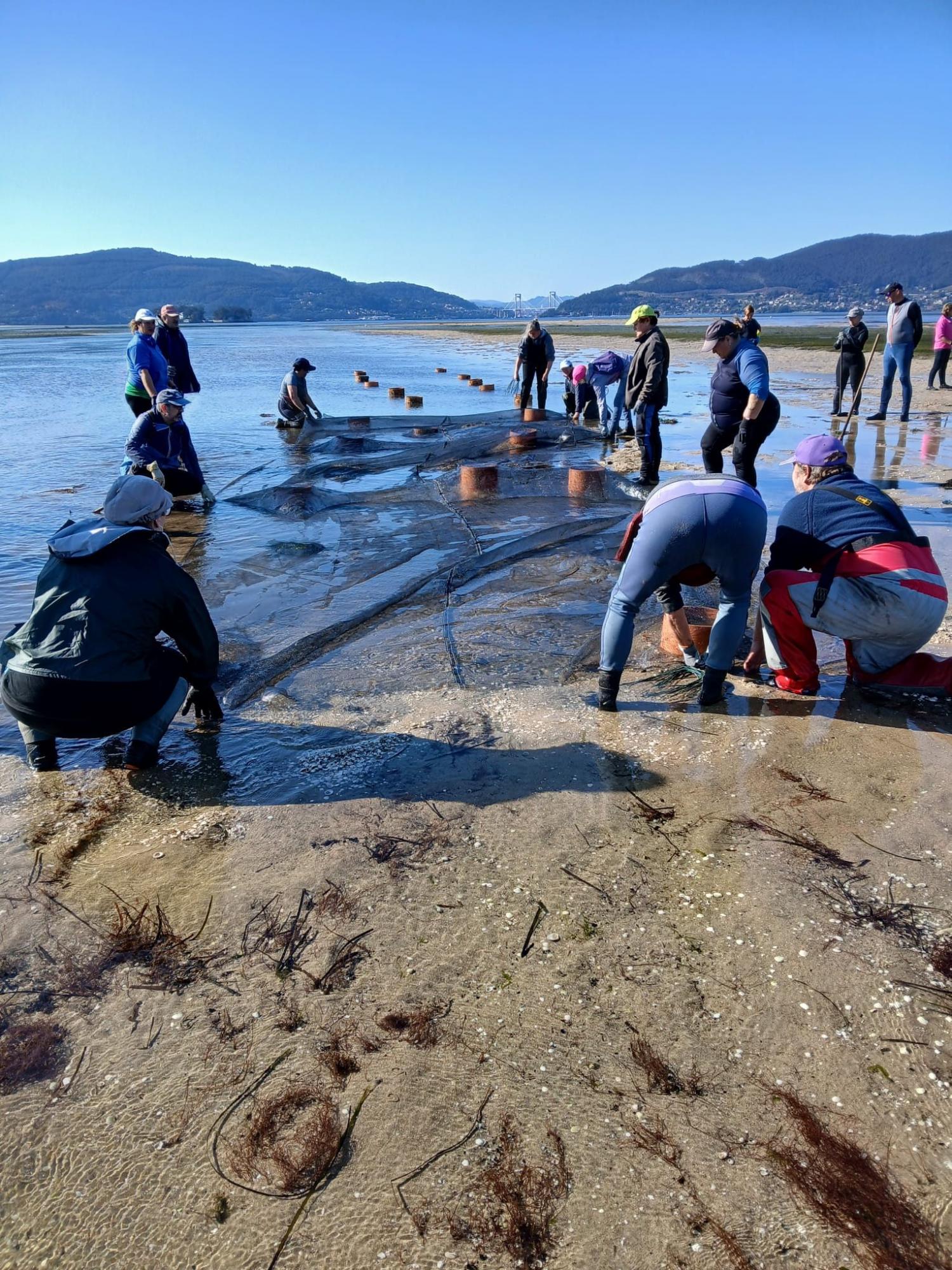 Sementando xuvenís con rede de protección