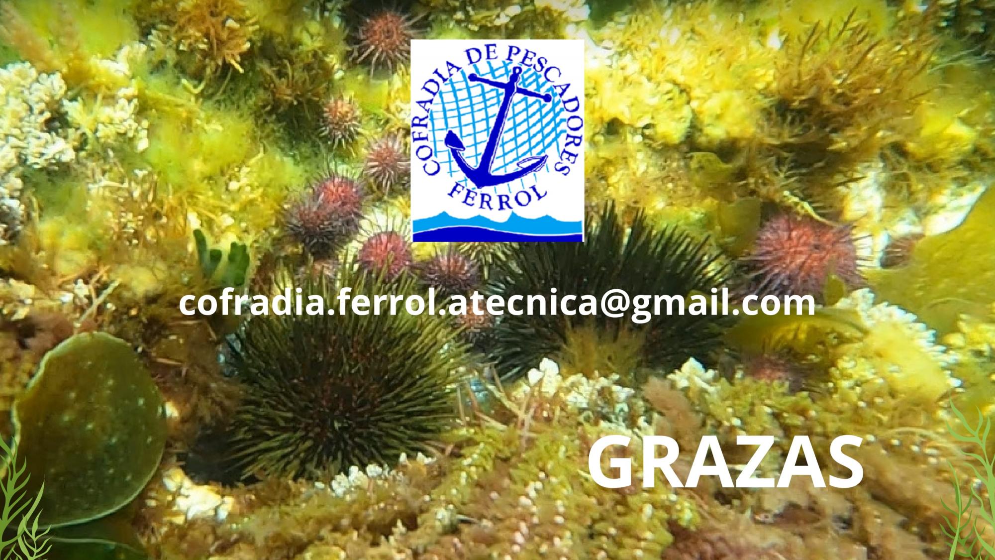 XORNADAS DE DIVULGACION PROXECTO PE209P 2025-2026
