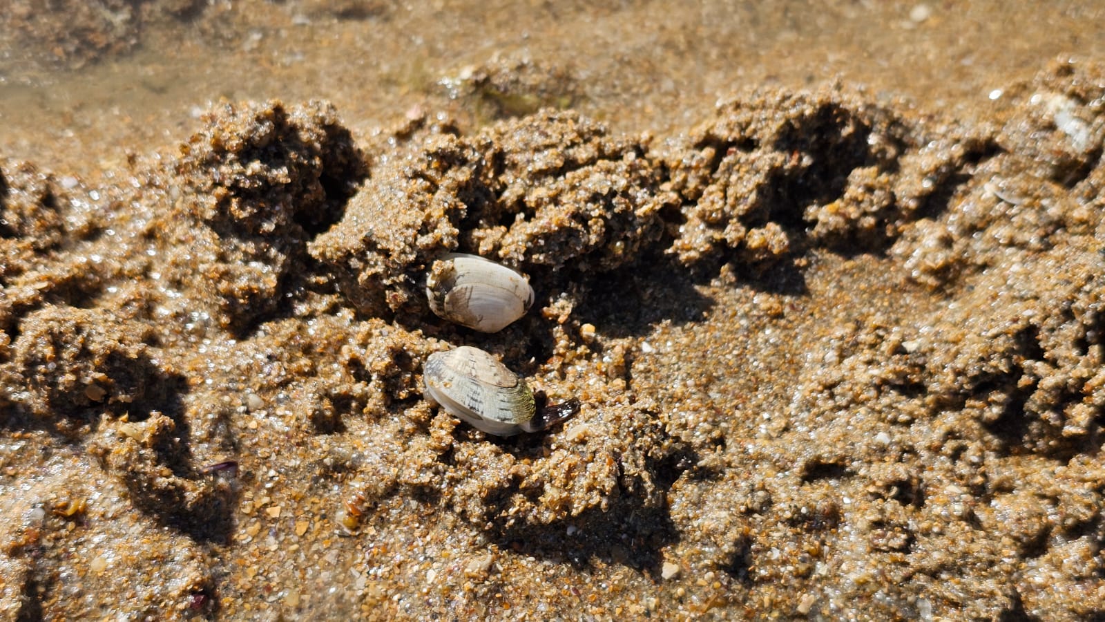 Xuvenís da especie comezando a soterrarse