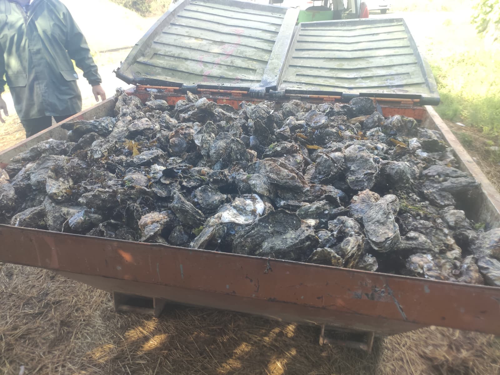 Contenedor cheo de ostra asiática