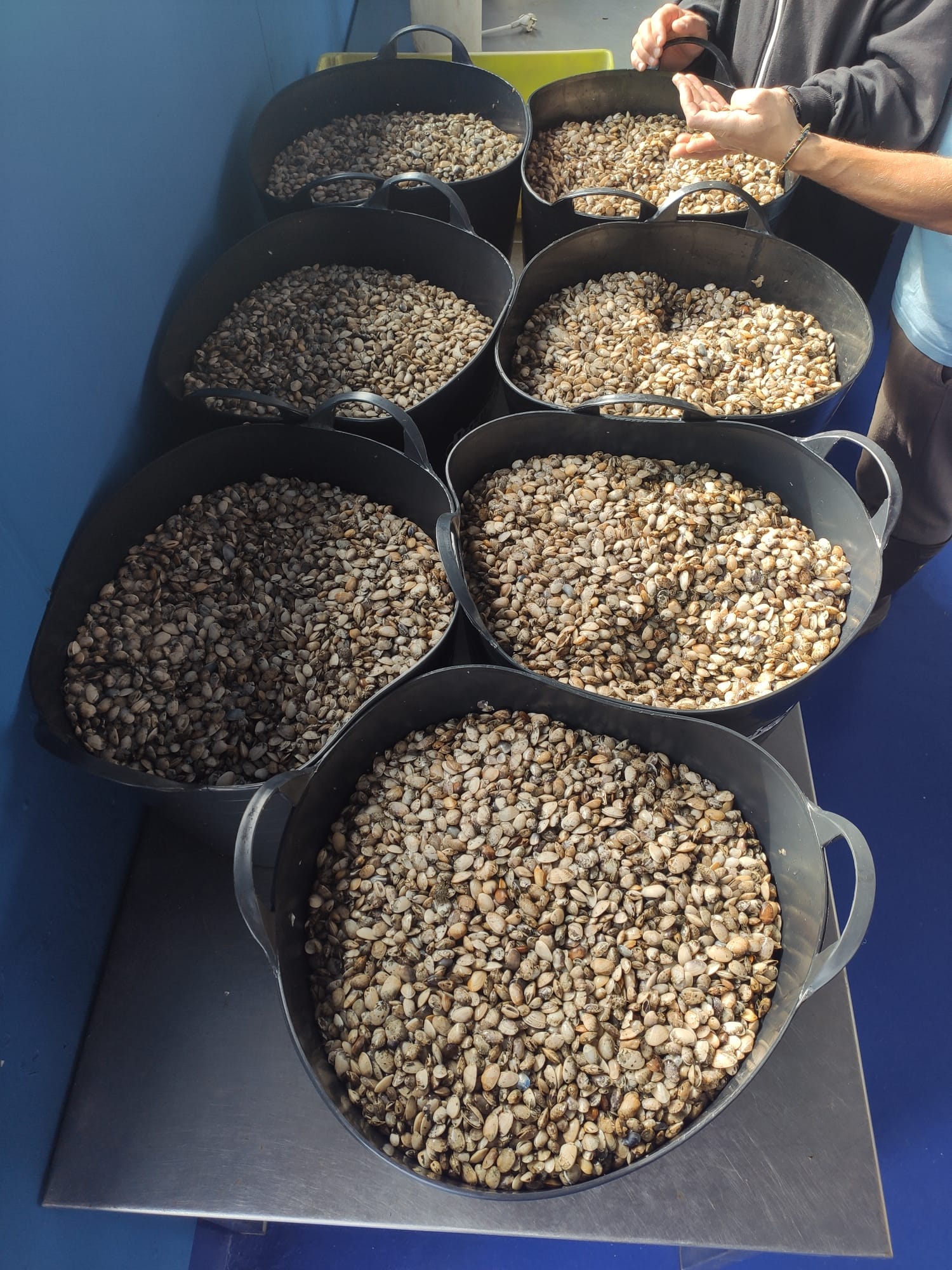 Os 7 capachos con semente