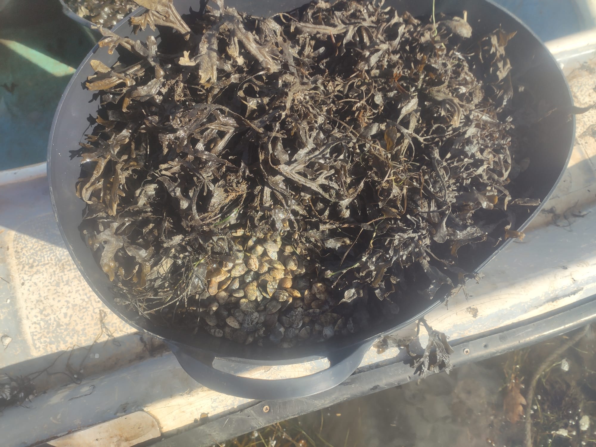 Semente protexida por algas