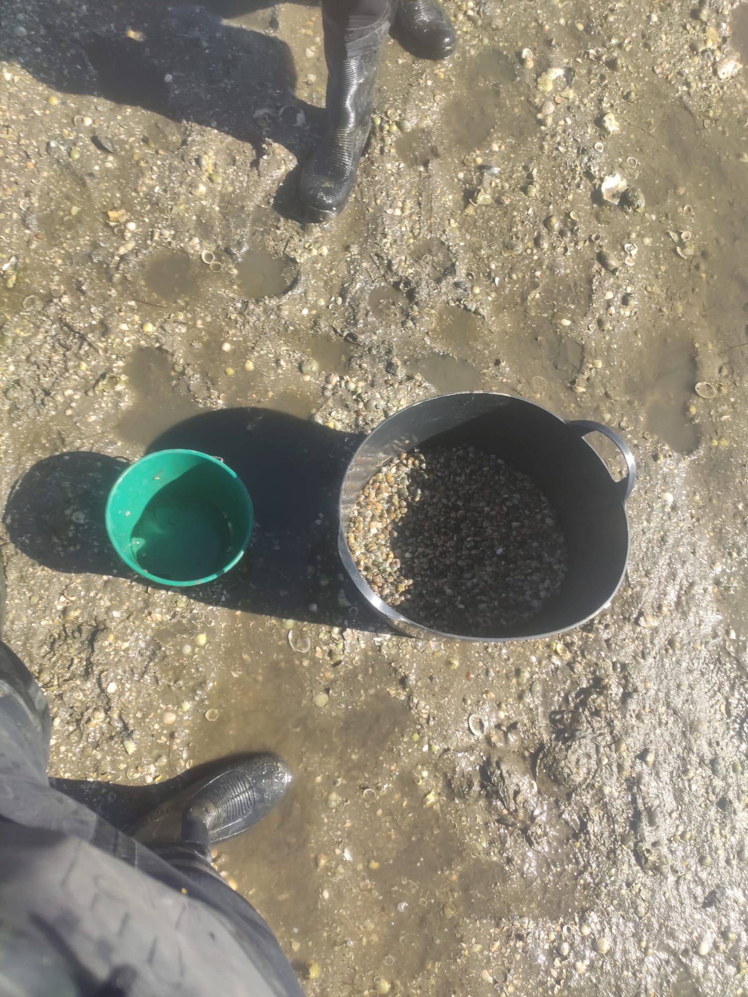 Capacho con semente no banco arado