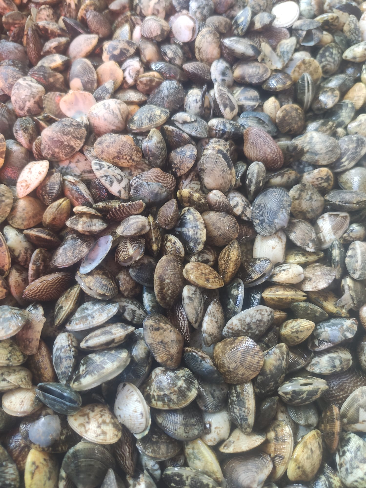 Semente de a. xaponesa