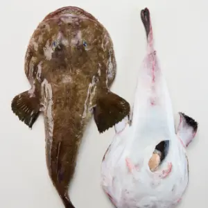 Peixe sapo