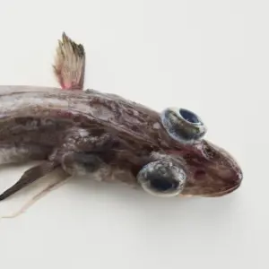 Peixe pau