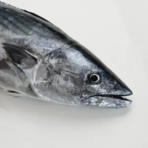 Bonito do atlántico