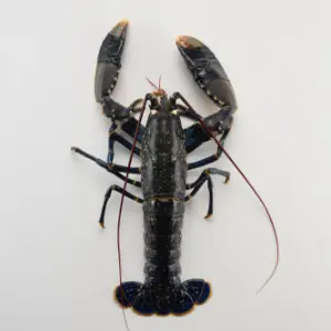 Lumbrigante