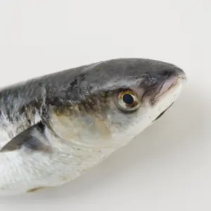 Muxo cabezudo