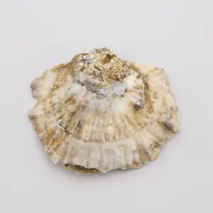 Ostra