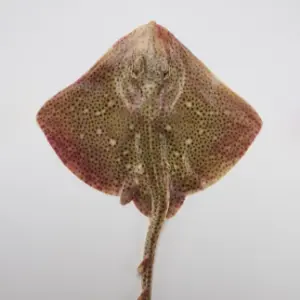 Raya boca de rosa