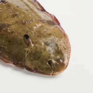 Linguado