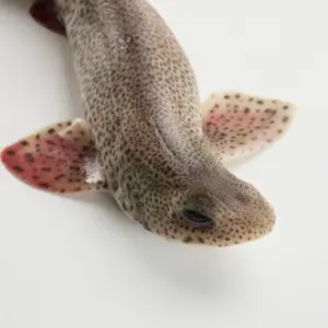 Melgacho
