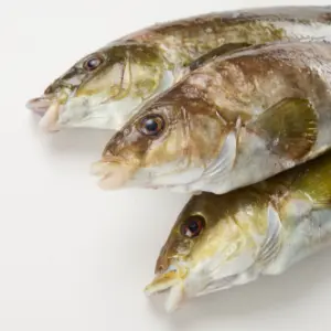 Maragota