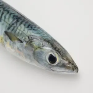 Xarda pintada