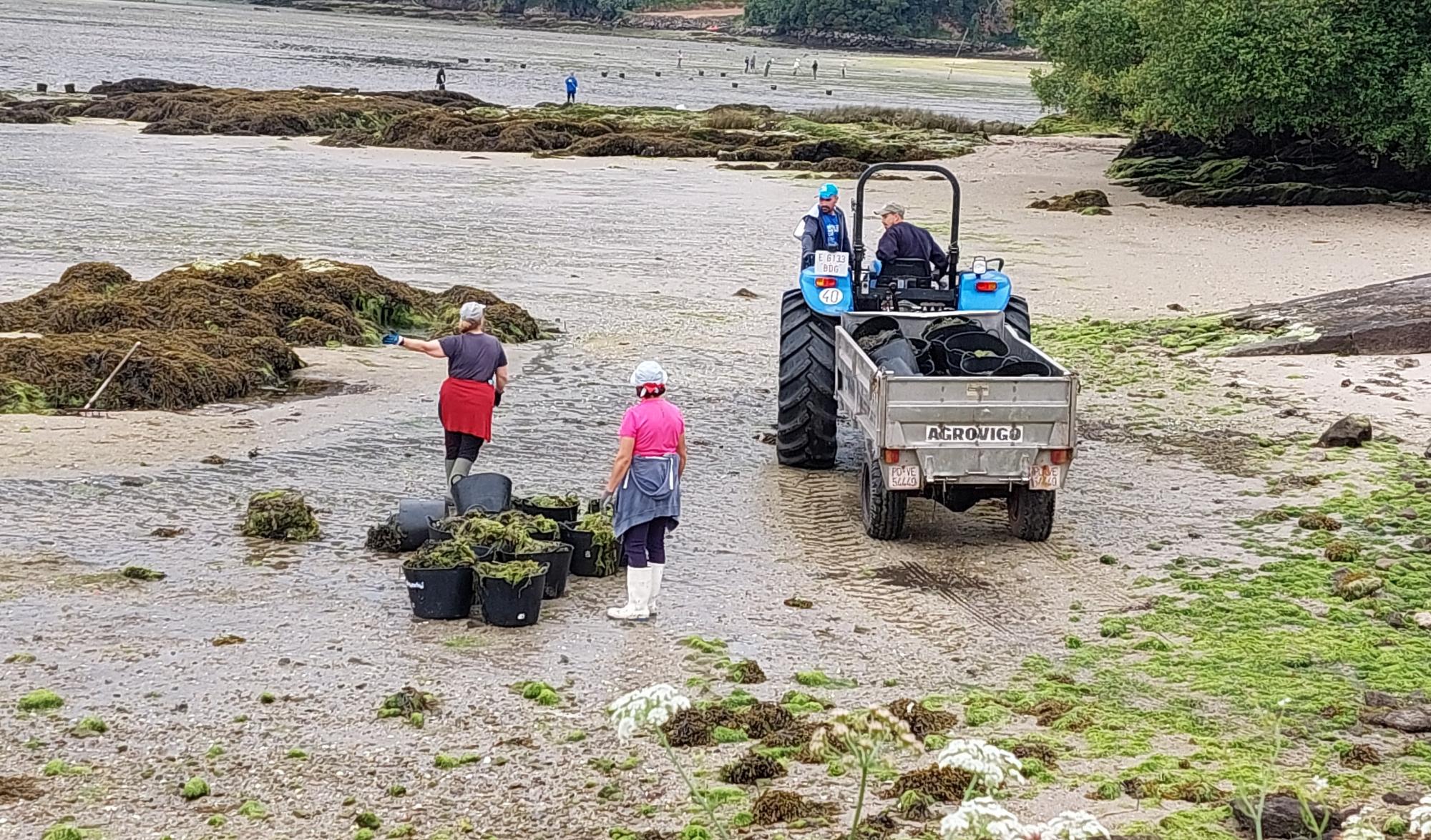 El día 9 de mayo se retiraron en total  4.042 kg de algas, de los bancos de Deilán y Riomaior.