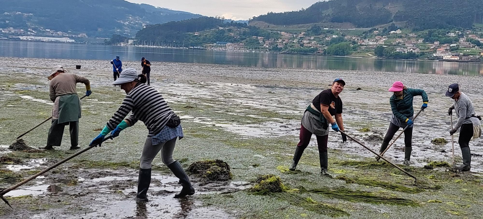 Na limpeza de algas de arribazón do 16 de maio recolléronse un total de 3.985 kg.
