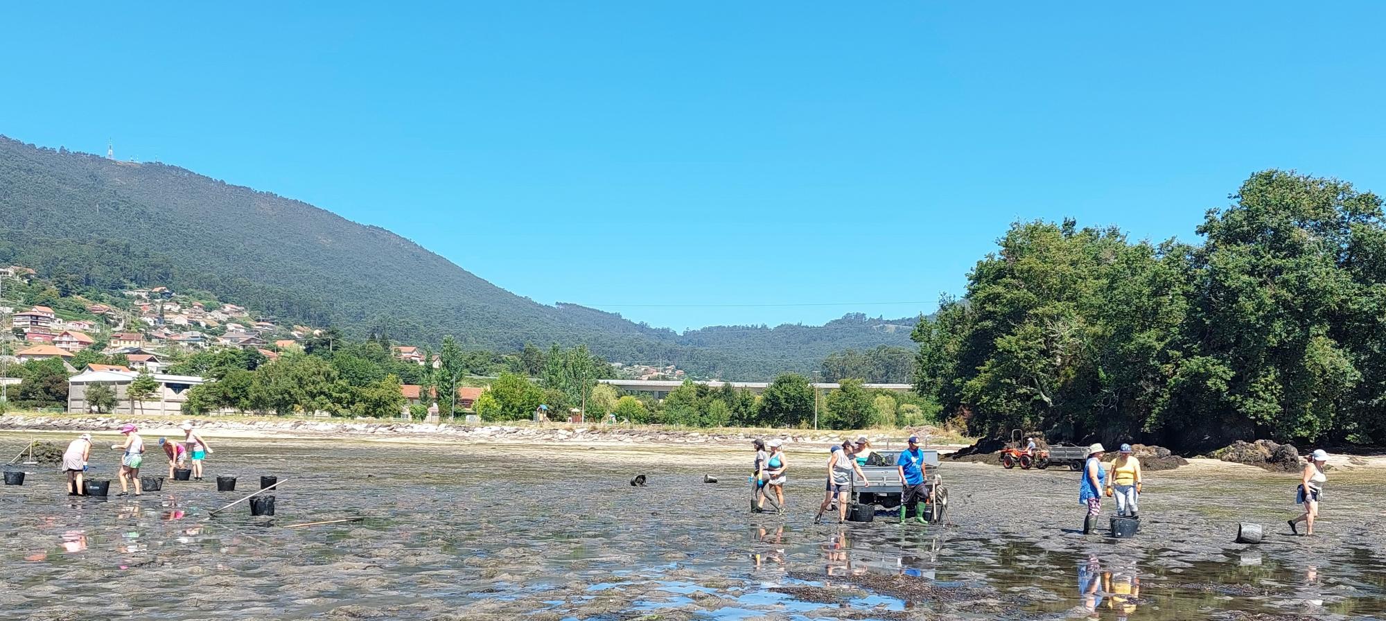 El 15 de julio se recogieron 16.500 kg de algas de arribazón en las playas de Riomaior y Deilán.
