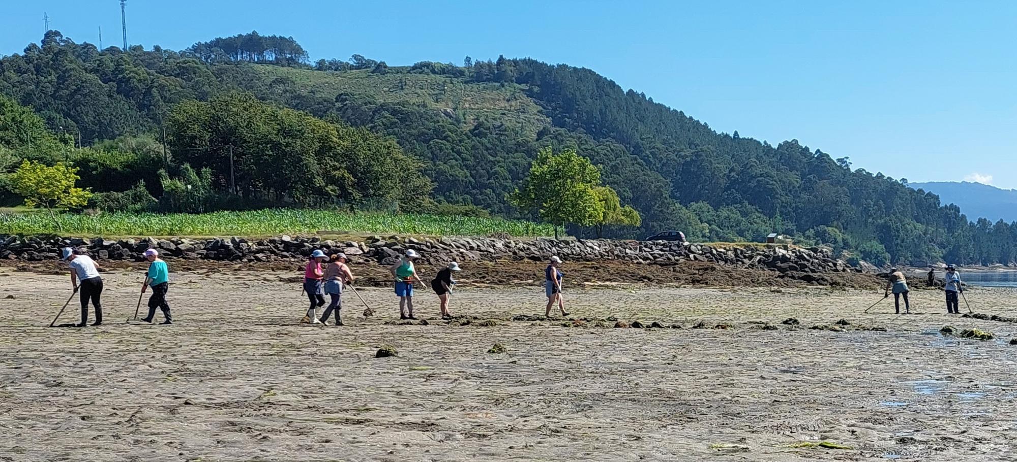 Limpeza de algas de arribazón 27 de xuño de 2025