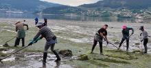 Na limpeza de algas de arribazón do 16 de maio recolléronse un total de 3.985 kg.