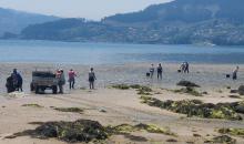 En la limpieza de algas de arribazón del 30 de mayo se recogieron 6.386 kg de algas en las playas de Deilán, Cobas y Riomaior.